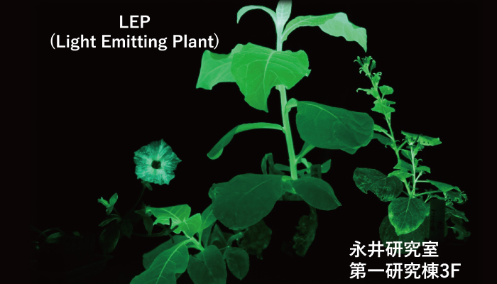 電気を使わない生活の実現~光る植物を大公開~｜いちょう祭｜大阪大学
