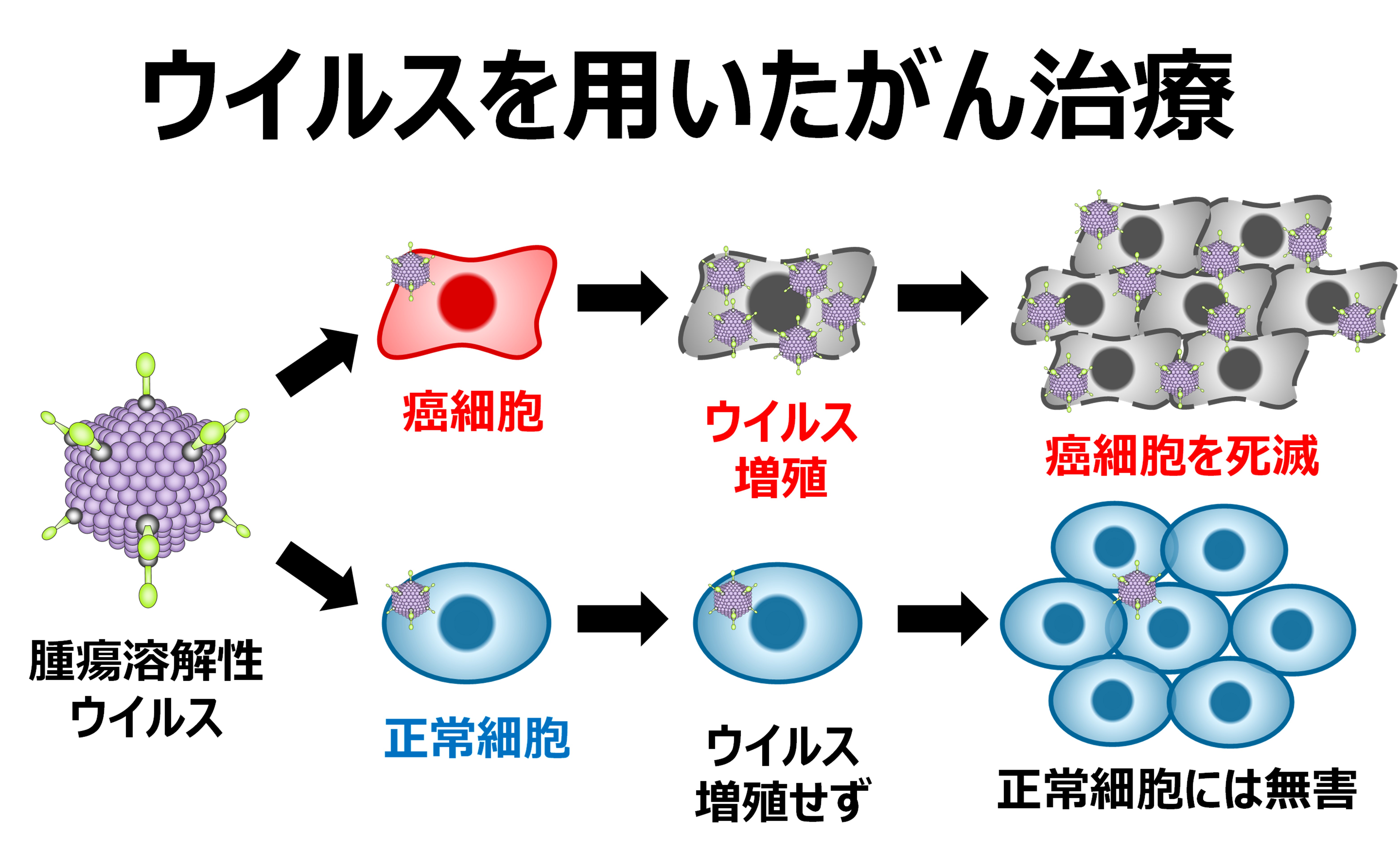 「遺伝子、ウイルス、iPS細胞と『くすり』」（水口裕之教授）｜いちょう祭｜大阪大学